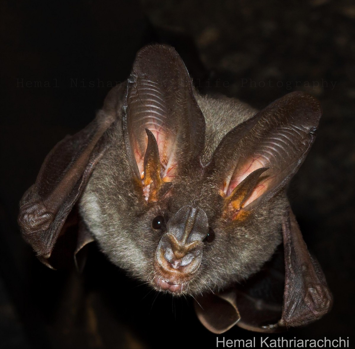 Megadermatidae
